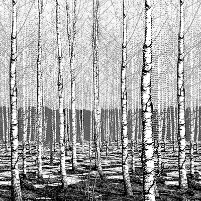 Birch